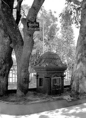 Nanda Deep Between the Neem and Bodhi Trees